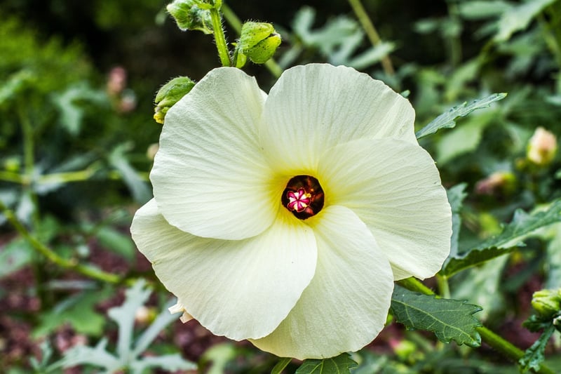 Edible Garden Know-How