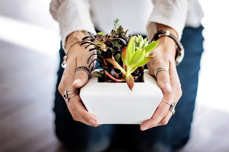 Indoor Plant Essentials