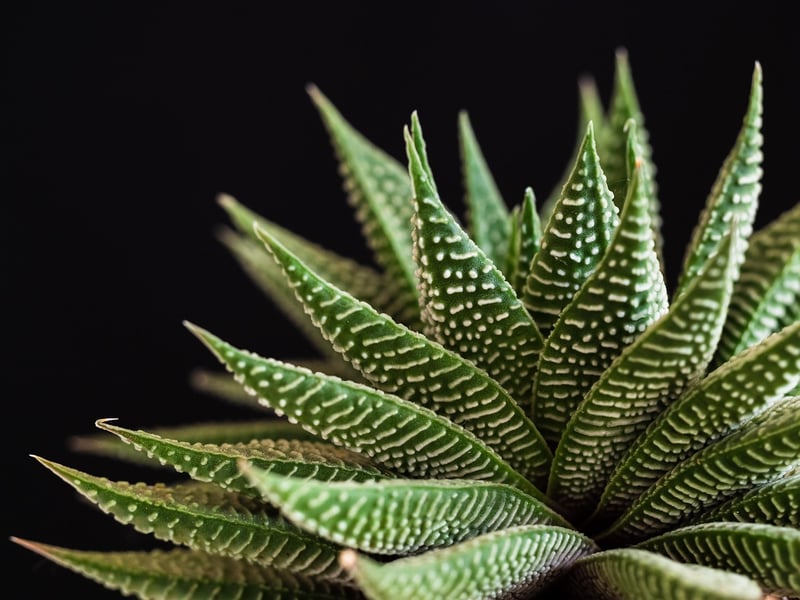 Succulent Planting Workshops