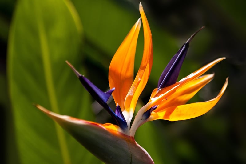 Native Plants